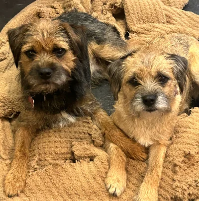 Bilbo & Hannah, Clinic Comfort Team at At Ease Physio